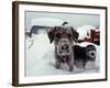 Dogs Covered in Snow, Crested Butte, CO-Paul Gallaher-Framed Photographic Print