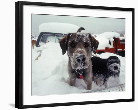 Dogs Covered in Snow, Crested Butte, CO-Paul Gallaher-Framed Photographic Print