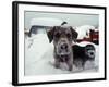 Dogs Covered in Snow, Crested Butte, CO-Paul Gallaher-Framed Photographic Print