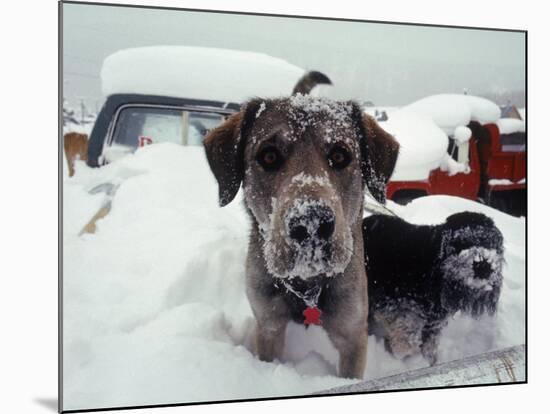 Dogs Covered in Snow, Crested Butte, CO-Paul Gallaher-Mounted Photographic Print