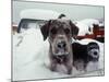 Dogs Covered in Snow, Crested Butte, CO-Paul Gallaher-Mounted Photographic Print