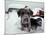 Dogs Covered in Snow, Crested Butte, CO-Paul Gallaher-Mounted Photographic Print