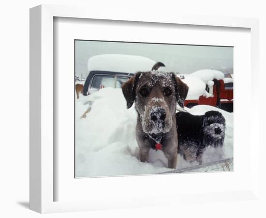 Dogs Covered in Snow, Crested Butte, CO-Paul Gallaher-Framed Photographic Print