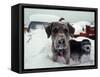 Dogs Covered in Snow, Crested Butte, CO-Paul Gallaher-Framed Stretched Canvas