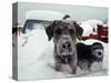 Dogs Covered in Snow, Crested Butte, CO-Paul Gallaher-Stretched Canvas