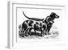 Dogs: Dachshunds-null-Framed Giclee Print