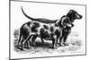 Dogs: Dachshunds-null-Mounted Giclee Print