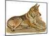 Dogs, German Shepherd, Dawson-Lucy Dawson-Mounted Photographic Print