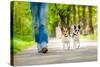 Dogs Going for A Walk-Javier Brosch-Stretched Canvas