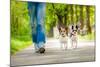 Dogs Going for A Walk-Javier Brosch-Mounted Photographic Print