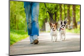 Dogs Going for A Walk-Javier Brosch-Mounted Photographic Print