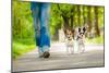 Dogs Going for A Walk-Javier Brosch-Mounted Photographic Print