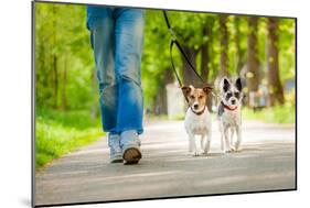 Dogs Going for A Walk-Javier Brosch-Mounted Photographic Print