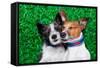 Dogs in Love-Javier Brosch-Framed Stretched Canvas