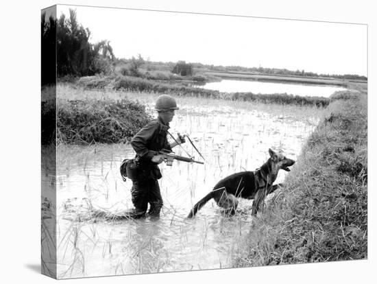 Dogs in Vietnam-Associated Press-Stretched Canvas