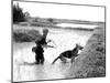 Dogs in Vietnam-Associated Press-Mounted Photographic Print