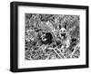 Dogs in Vietnam-Associated Press-Framed Photographic Print