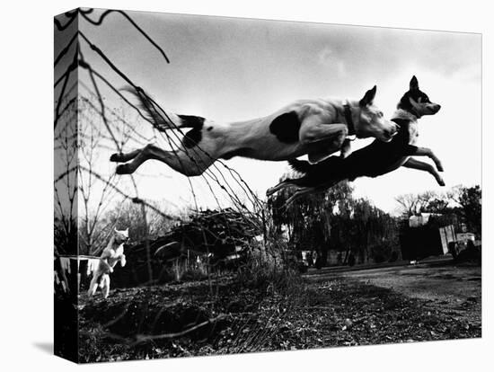 Dogs Leaping Over Wire Fence-Layne Kennedy-Stretched Canvas