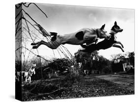 Dogs Leaping Over Wire Fence-Layne Kennedy-Stretched Canvas