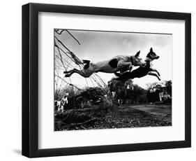 Dogs Leaping Over Wire Fence-Layne Kennedy-Framed Photographic Print