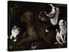 Dogs of Medici Family, Painting by Unknown Artist, Italy-null-Stretched Canvas