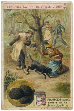 https://imgc.allpostersimages.com/img/posters/dogs-of-perigord-france-sniffing-for-truffles_u-L-P9R2990.jpg?artPerspective=n