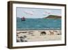 Dogs on Beach and Boat-Sophie Harding-Framed Giclee Print