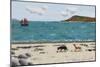 Dogs on Beach and Boat-Sophie Harding-Mounted Giclee Print
