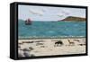 Dogs on Beach and Boat-Sophie Harding-Framed Stretched Canvas