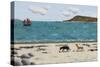 Dogs on Beach and Boat-Sophie Harding-Stretched Canvas