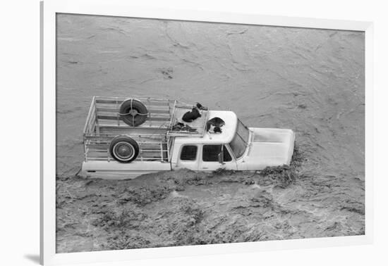 Dogs on Truck in Flood Waters-null-Framed Photographic Print