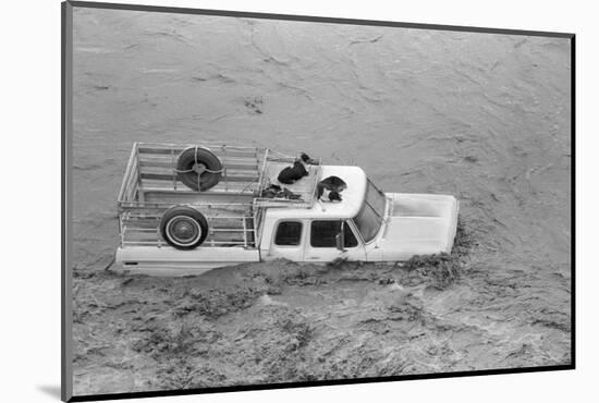 Dogs on Truck in Flood Waters-null-Mounted Photographic Print