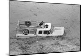 Dogs on Truck in Flood Waters-null-Mounted Photographic Print