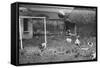 Dogs Playing Soccer-null-Framed Stretched Canvas
