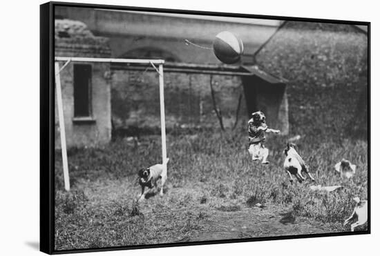 Dogs Playing Soccer-null-Framed Stretched Canvas