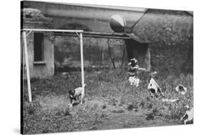 Dogs Playing Soccer-null-Stretched Canvas