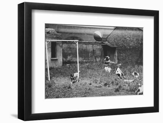 Dogs Playing Soccer-null-Framed Photographic Print