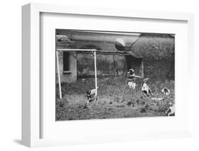 Dogs Playing Soccer-null-Framed Photographic Print