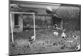 Dogs Playing Soccer-null-Mounted Photographic Print