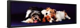 Dogs-null-Framed Poster