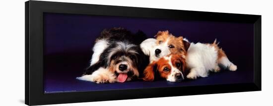 Dogs-null-Framed Poster