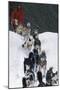 Dogsled Scene-Lantern Press-Mounted Art Print