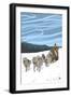 Dogsledding Scene-Lantern Press-Framed Art Print