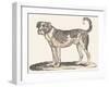 Dogue, 1850 (Engraving)-Louis Simon (1810-1870) Lassalle-Framed Giclee Print