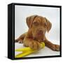 Dogue De Bordeaux Dog Puppy, 15 Weeks Old, Lying Down with Paw on Toy-Jane Burton-Framed Stretched Canvas