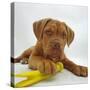 Dogue De Bordeaux Dog Puppy, 15 Weeks Old, Lying Down with Paw on Toy-Jane Burton-Stretched Canvas