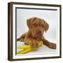 Dogue De Bordeaux Dog Puppy, 15 Weeks Old, Lying Down with Paw on Toy-Jane Burton-Framed Photographic Print
