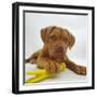 Dogue De Bordeaux Dog Puppy, 15 Weeks Old, Lying Down with Paw on Toy-Jane Burton-Framed Photographic Print