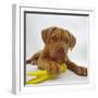 Dogue De Bordeaux Dog Puppy, 15 Weeks Old, Lying Down with Paw on Toy-Jane Burton-Framed Photographic Print