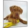 Dogue De Bordeaux Dog Puppy, 15 Weeks Old, Lying Down with Paw on Toy-Jane Burton-Mounted Photographic Print